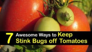 How to Keep Stink Bugs off Tomatoes titleimg1