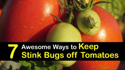 7 Awesome Ways to Keep Stink Bugs off Tomatoes