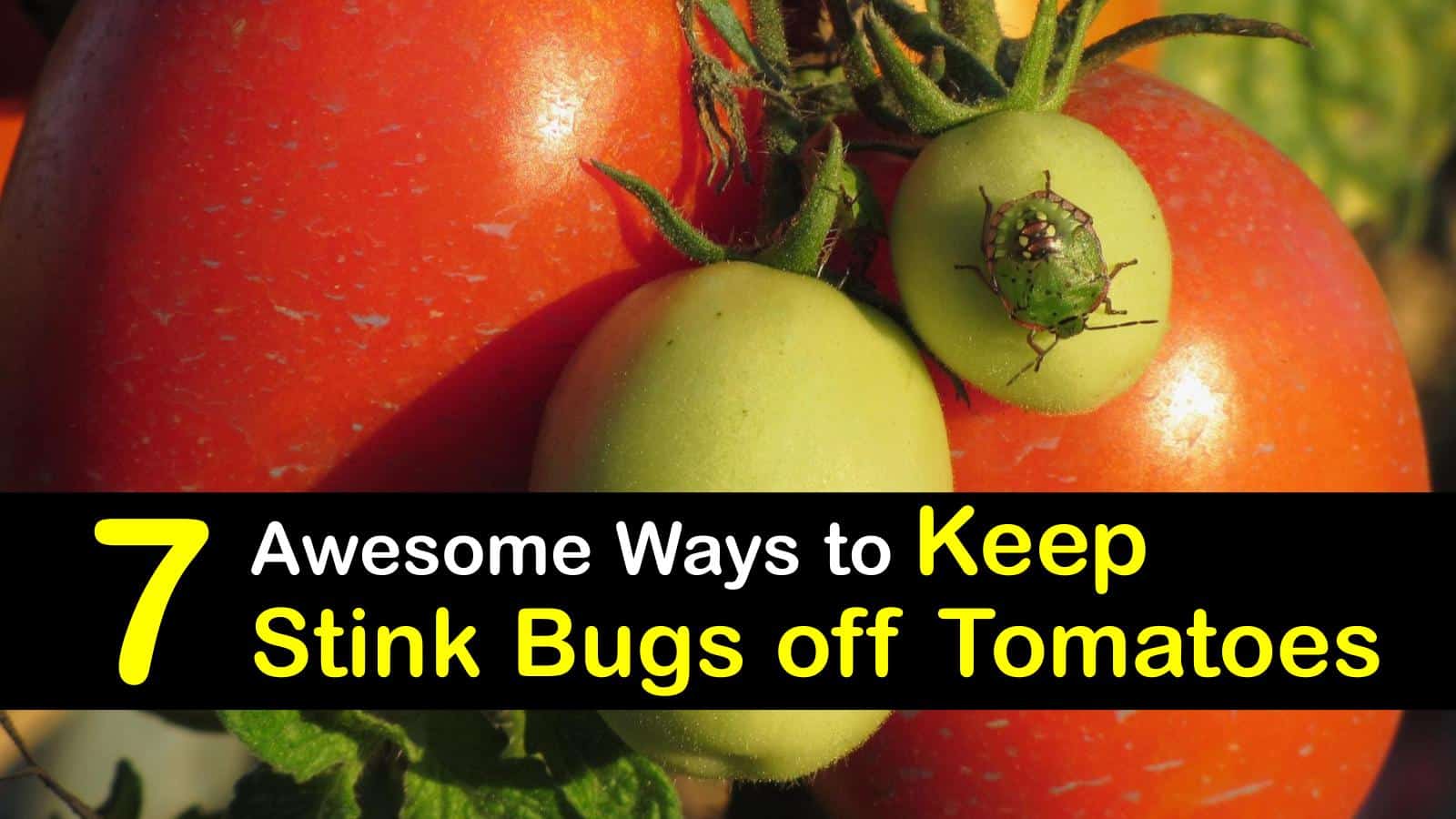 7 Awesome Ways to Keep Stink Bugs off Tomatoes