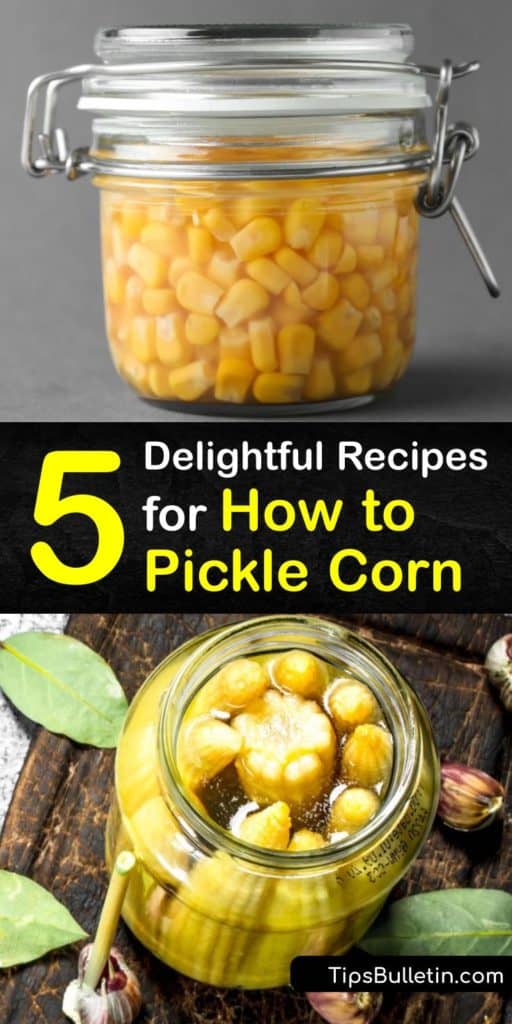 Discover recipes for how to pickle fresh corn with simple steps like cooking ears of corn in a large pot of boiling water, rinsing corn under cold water, and storing jars in a cool place. Enhance your pickled corn with a bay leaf, jalapeño peppers, or black peppercorns. #corn #howto #pickled