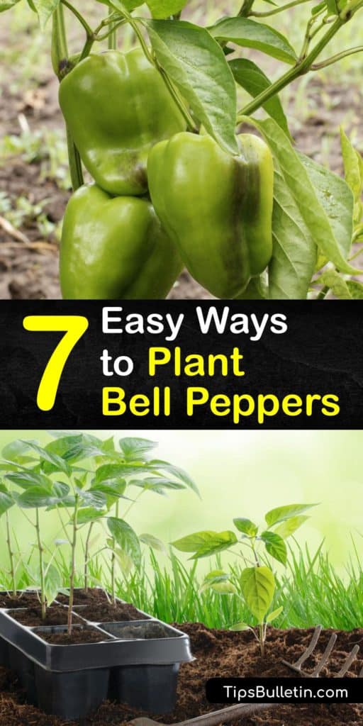 Discover how to grow your own peppers at home. There are many pepper varieties, including hot peppers and sweet peppers, and growing bell pepper plants is one of the easiest as long as they have full sun and you fertilize and water them when needed. #howto #planting #bell #peppers