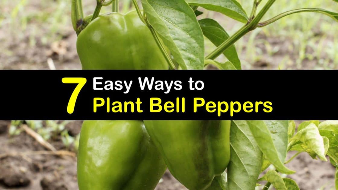 7 Easy Ways to Plant Bell Peppers