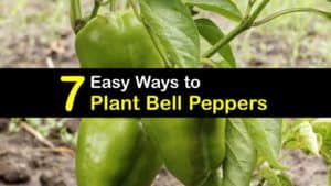 How to Plant Bell Peppers titleimg1