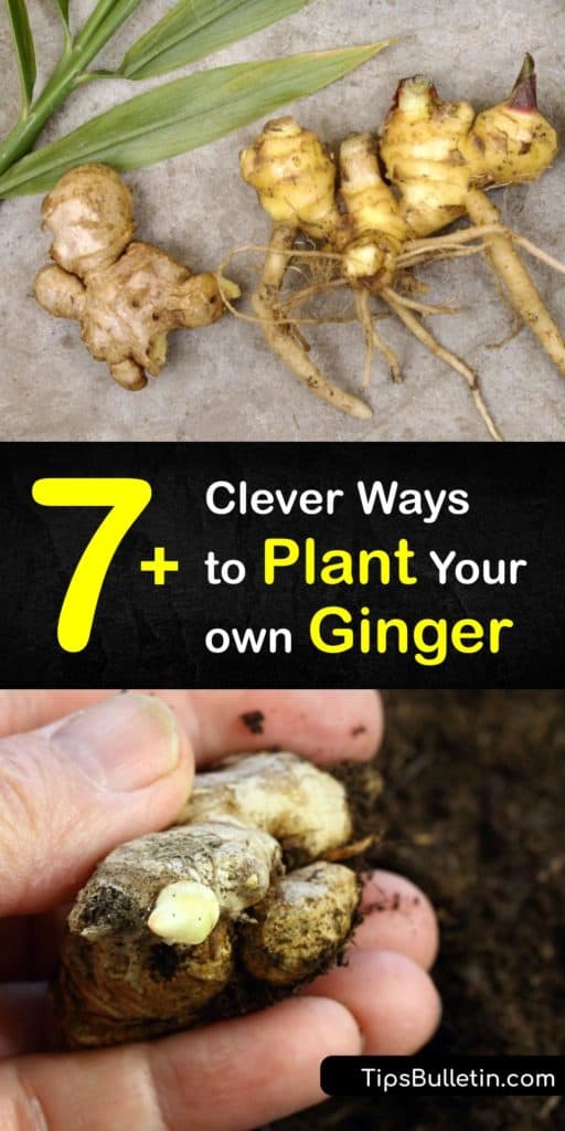 Learn how to grow ginger root (Zingiber officinale) from the grocery store at home as a houseplant or in the garden. This tropical plant is popular in Asian dishes and is possible to grow in southern regions of the United States or indoors under the right conditions. #howto #plant #ginger