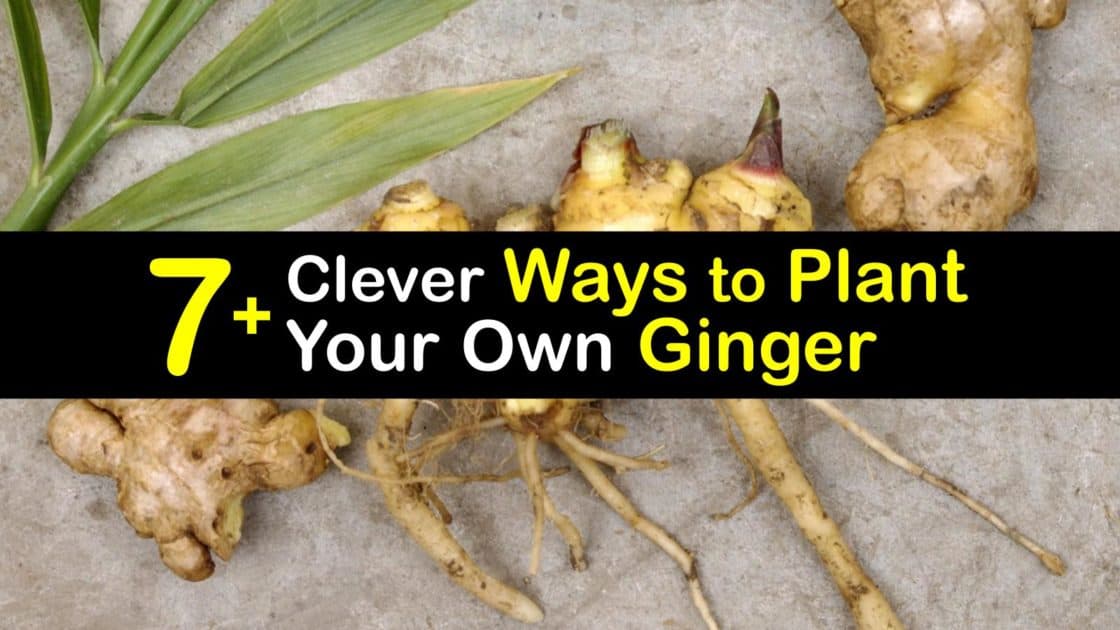 7 Clever Ways To Plant Your Own Ginger 7 Clever Ways To Plant Your Own Ginger