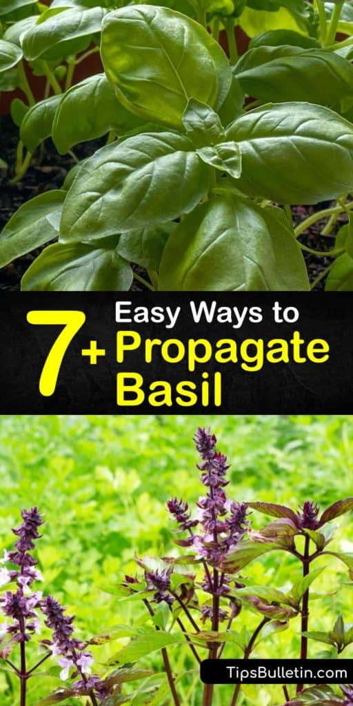 Learn how to grow fresh basil year-round from basil cuttings or new plants from the grocery store. For basil propagation, all you need is a glass of water and a sunny windowsill. Make all the pesto, soup, and pasta you love with homegrown basil. #howto #propagate #basil