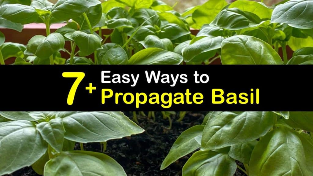 How to Propagate Basil titleimg1