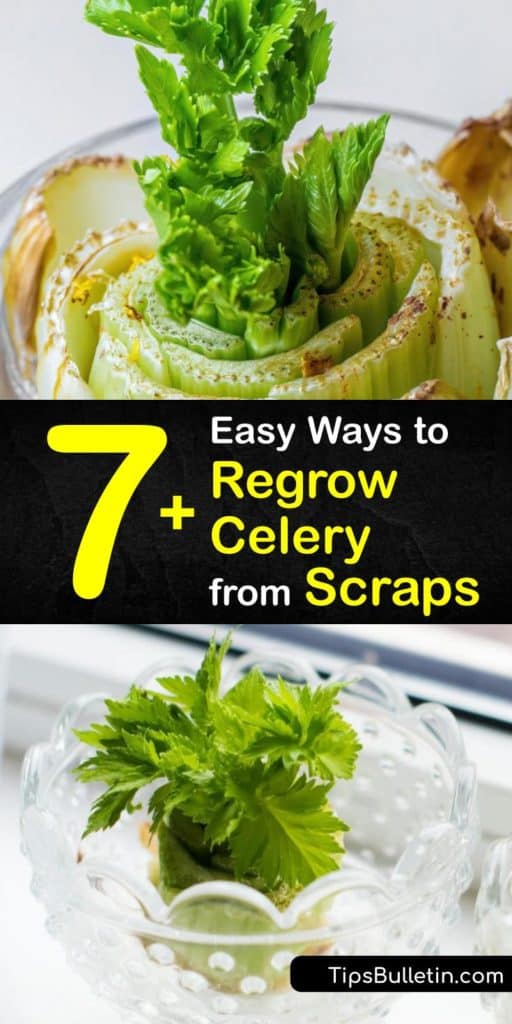Discover the joy of regrowing celery to prevent food waste. There are many veggies that are easy to regrow from kitchen scraps, from green onions and romaine lettuce to celery, and a celery plant is happy growing in a sunny windowsill. #howto #regrow #celery #scraps