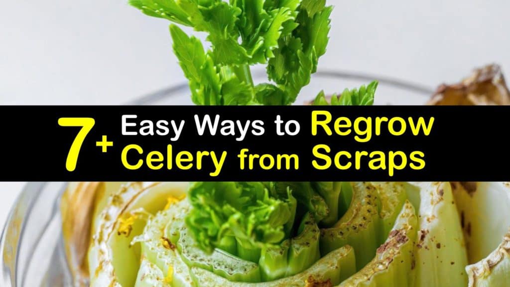 How to Regrow Celery from Scraps