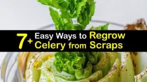 How to Regrow Celery from Scraps titleimg1