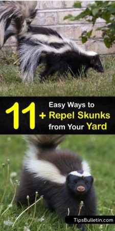 11+ Easy Ways to Repel Skunks from Your Yard