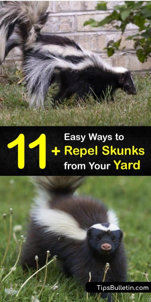 Stop finding skunks, raccoons, and other critters in your garbage can with these actions for deterring pests. Spreading predator urine, installing sprinklers, and eliminating food sources from grubs, pet food, and bird feeders are the easiest ways to keep skunks at bay. #howto #repel #skunks #yard