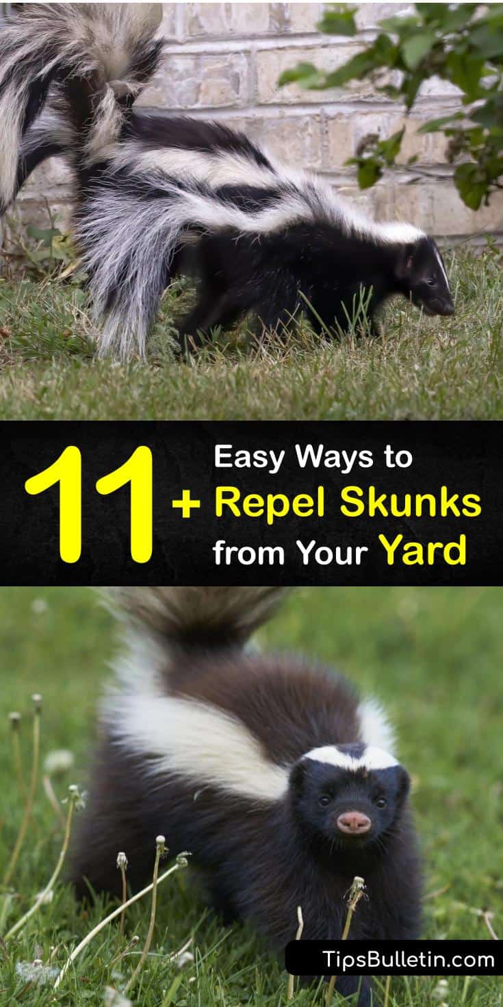 11+ Easy Ways to Repel Skunks from Your Yard
