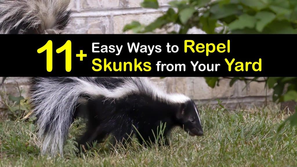 How to Repel Skunks from Your Yard titleimg1
