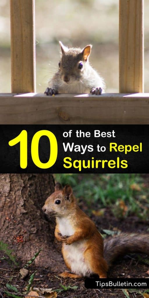 Learn how to get rid of squirrels around your home and keep them out of your garden. Keep these critters at bay with chicken wire and sprinklers, and make a squirrel repellent with cayenne pepper or garlic to deter them from your yard. #repel #squirrels #howto #diy