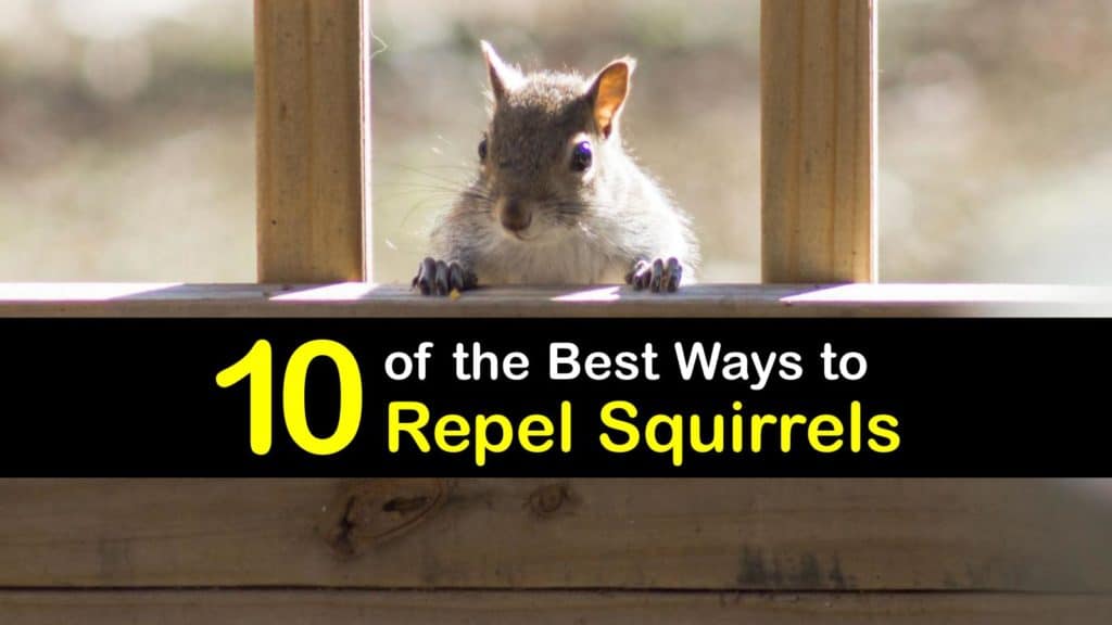 how to keep squirrels out of garage
