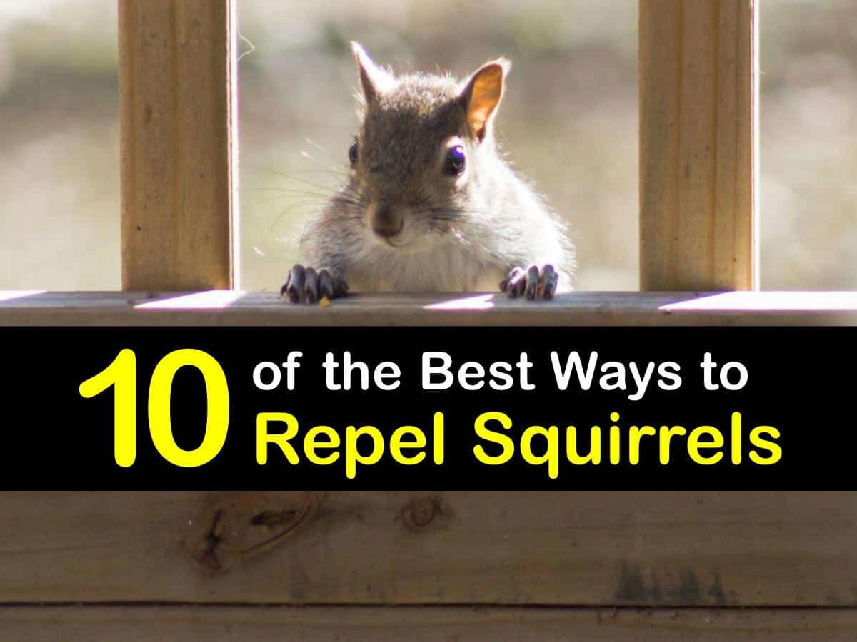 best squirrel repellents