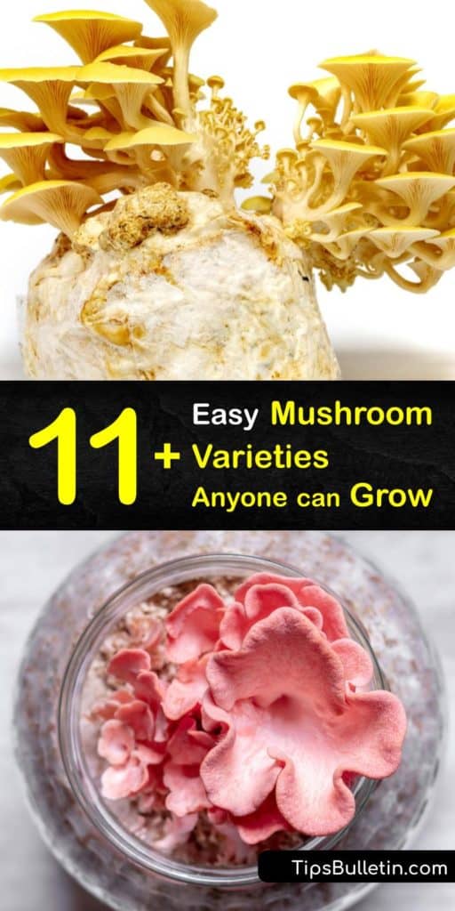 Learn about all the different types of mushrooms, and their texture and flavor. We’ll explain the differences between maitake, cremini, portobello, chanterelle, and button mushrooms, as well as many other types, and which recipes to cook them in. #mushroom #varieties #types