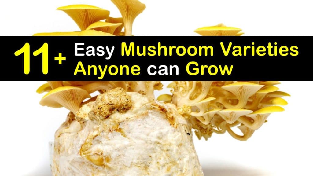 Mushroom Varieties titleimg1