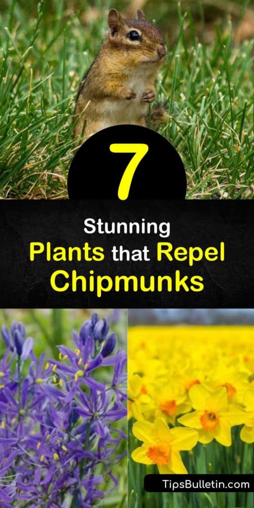 Discover how to repel chipmunks with chipmunk repellent plants. These critters hate the smell of plants like marigolds. Plus, learn how to get rid of chipmunks with other DIY tactics like making a cayenne pepper spray or removing bird seed and other food sources. #chipmunks #repel #plants