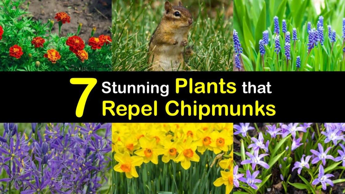 7 Stunning Plants that Repel Chipmunks