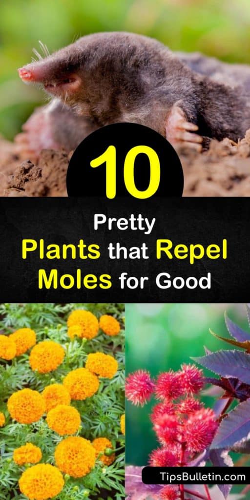 Find out which plants repel moles to chase these pests from your yard. As moles dig in search of earthworms, they damage roots and create paths for voles. Try mole repellent plants like daffodils, marigolds, and crown imperial, which also repels gophers. #moles #repellent #plants #deter