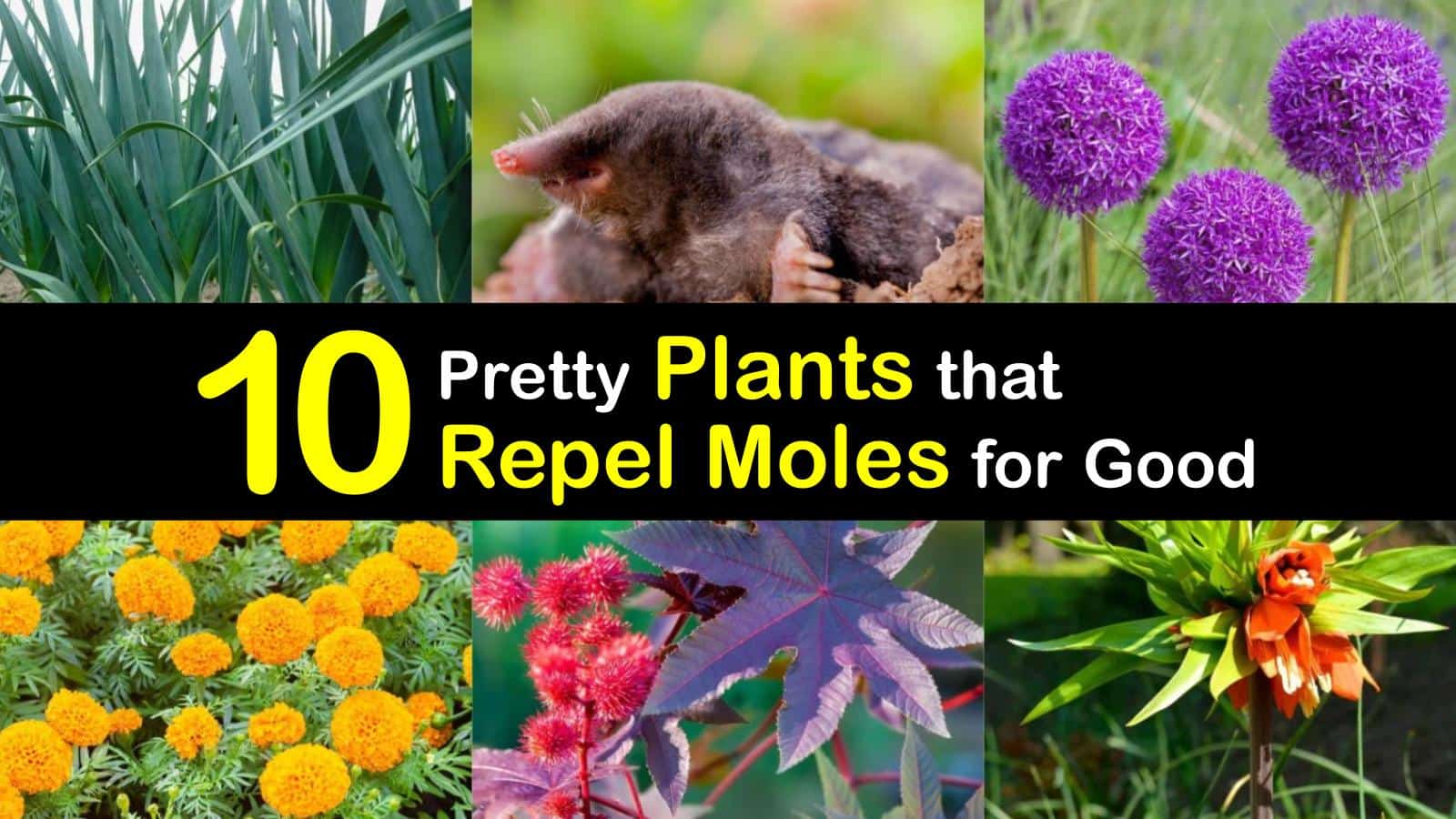 10 Pretty Plants that Repel Moles for Good