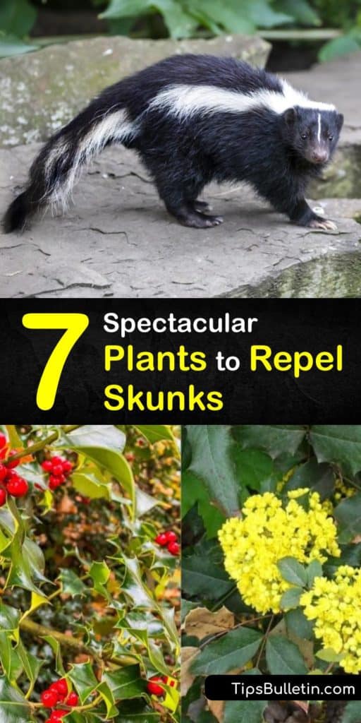 Plant skunk repellent plants like nettle to keep the stinky critters out of your yard. Combine them with another natural skunk repellent like citrus, predator urine, or a motion sensor linked to bright lights. Plus, cover trash cans to remove skunks' food source. #skunks #repellent #plants