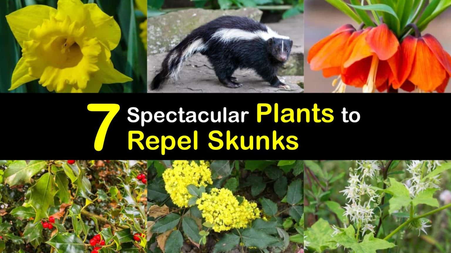 7 Spectacular Plants to Repel Skunks