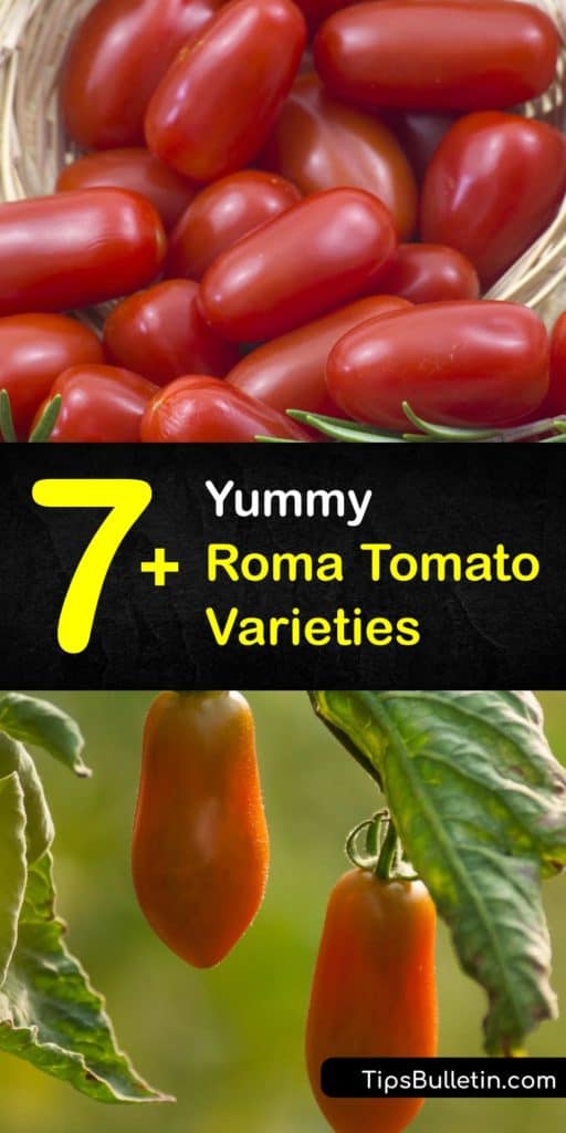 Learn the differences between Italian Roma or plum tomatoes, such as the Martino and San Marzano, and how to grow them in your garden. Roma tomatoes are meatier and larger than the cherry tomato and produce high yields at the end of the growing season. #types #roma #tomatoes #varieties