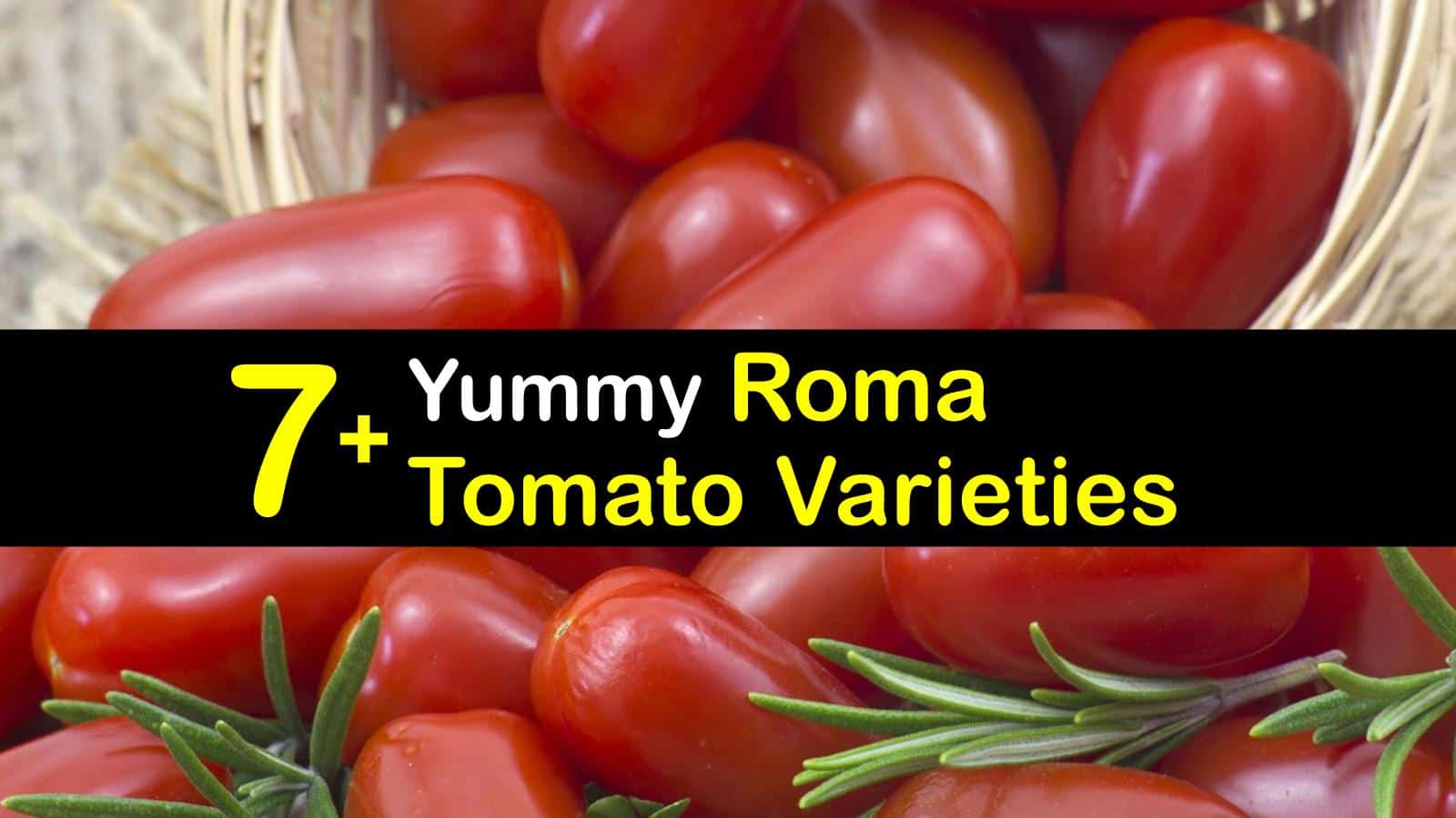 7+ Yummy Roma Tomato Varieties