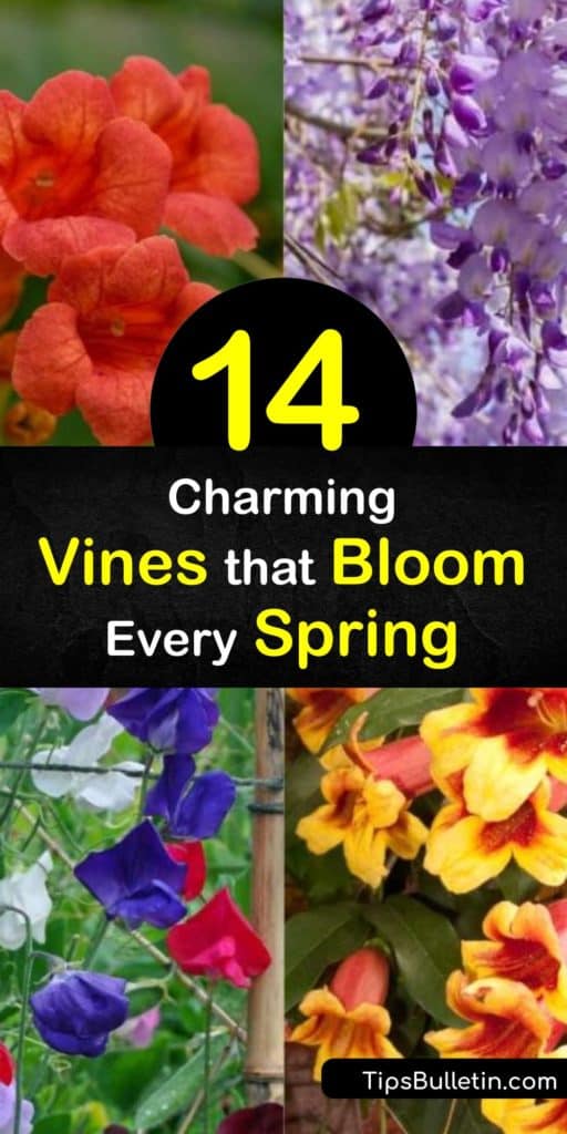 Make a choice between wisteria, honeysuckle, or a trumpet vine to fill your home with purple, red, and white flowers in the early spring each year. These twining plants climb trellises and bask in full sun to transform your yard into a work of art. #spring #blooming #vines