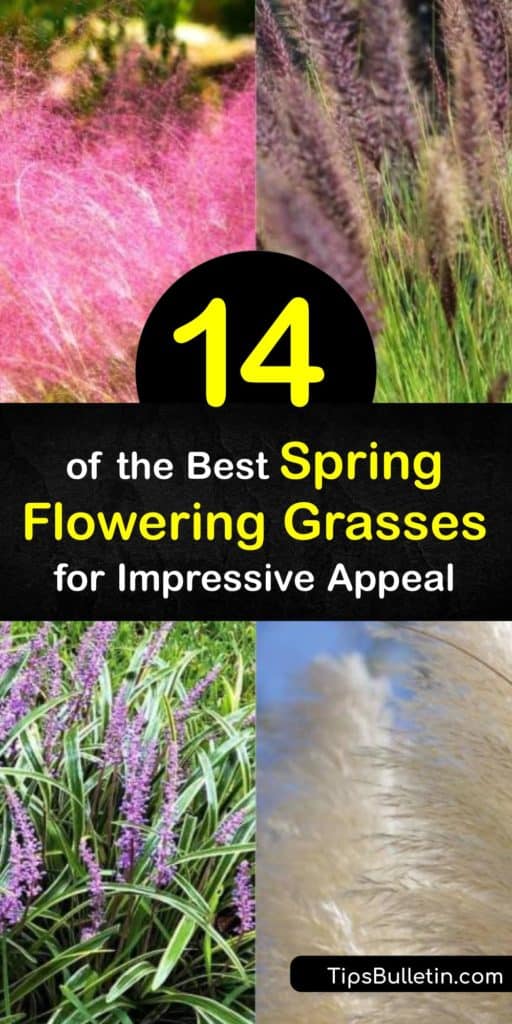 Discover the best spring flowering grasses for lawns, whether planting along borders, poolsides, or as groundcover. Beginners may try something low maintenance, like fountain grass or sedges. Though all plants from Karl Foerster to Oatgrass make fantastic selections. #spring #flowering #grasses