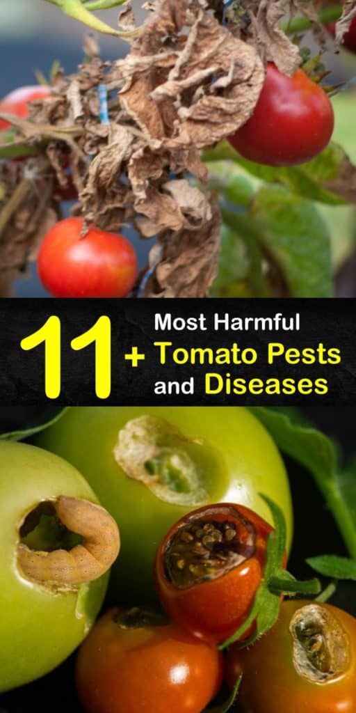 Discover what ails your tomato plants and treat them properly, whether they have leaf spot, blossom end rot, late blight, aphids, or cutworms. Yellow or wilting leaves and brown spots are signs of infected plants that need treatment. #tomato #diseases #pests #plants