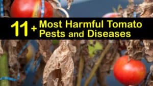 Tomato Pests and Diseases titleimg1