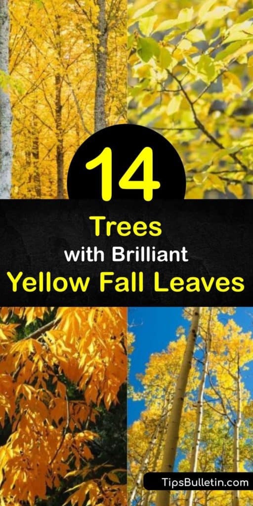 Embrace the beauty of yellowing fall foliage by planting trees like the red maple, tulip, hickory, and sugar maple around your property. These plants all have golden-yellow tree leaves that light up your yard every autumn. #trees #yellow #leaves