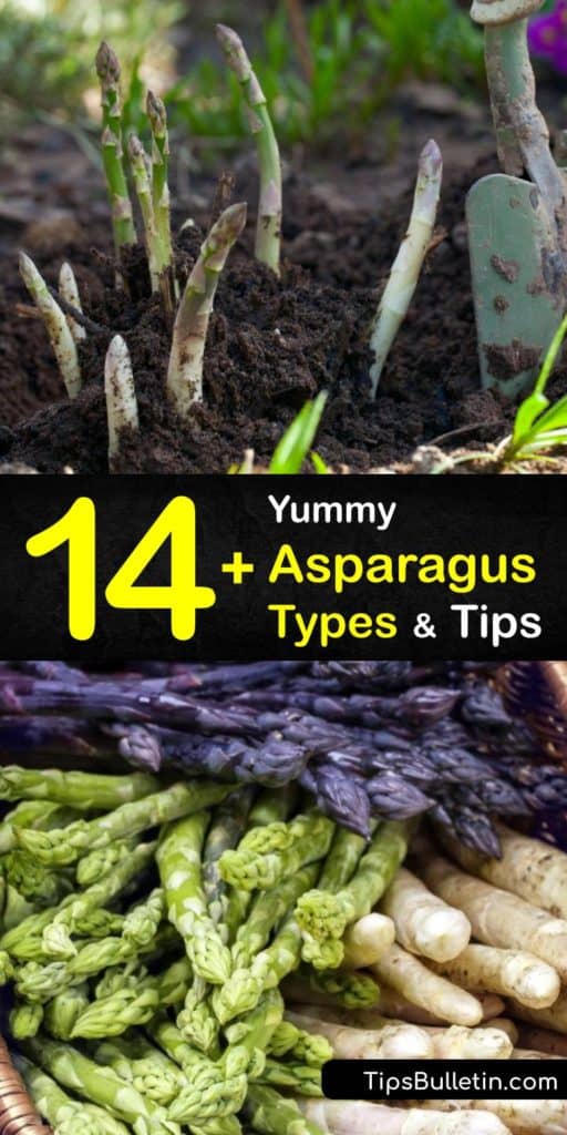 Discover the difference between asparagus spears in male plants and female plants. Growers produce a wide array of varieties, including Jersey Knight, Jersey Supreme, and Purple Passion. Green asparagus is the most popular, but different types are also delicious. #types #asparagus #varieties