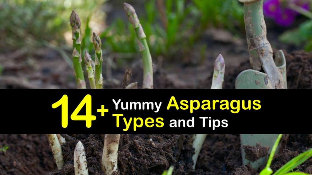 Types of Asparagus titleimg1