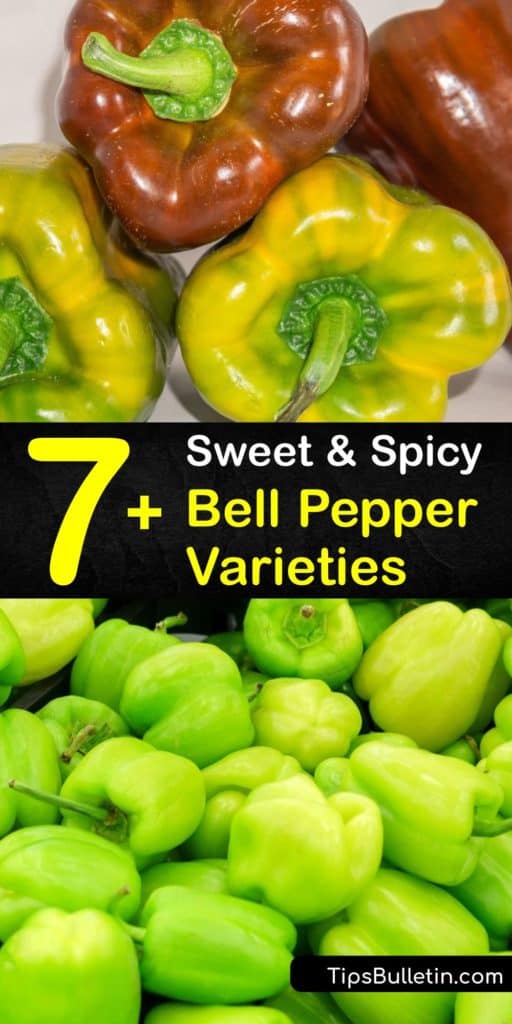 Train your palate to enjoy the heat of a chili pepper by starting with the sweet flavor of green bell peppers, and working through the banana pepper, Italian frying pepper, and the jalapeno. These peppers are packed with vitamin C and have a kick that you can’t resist. #types #bell #peppers