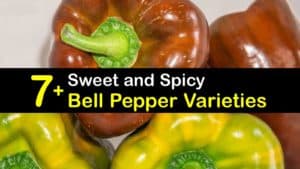 Types of Bell Peppers titleimg1