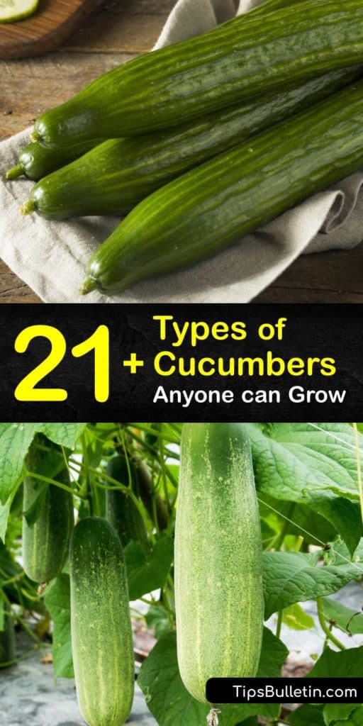 There are many types of cucumbers. The main cucumber varieties are seedless, pickling, and slicing cucumbers. Lemon cucumbers do not look like most cucumber plants, as the fruit is ball-shaped. Common cucumbers have light green thin skin and grow up a trellis. #cucumber #varieties #gardening