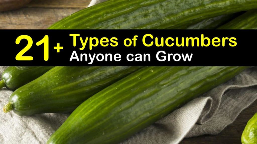 Types of Cucumbers titleimg1