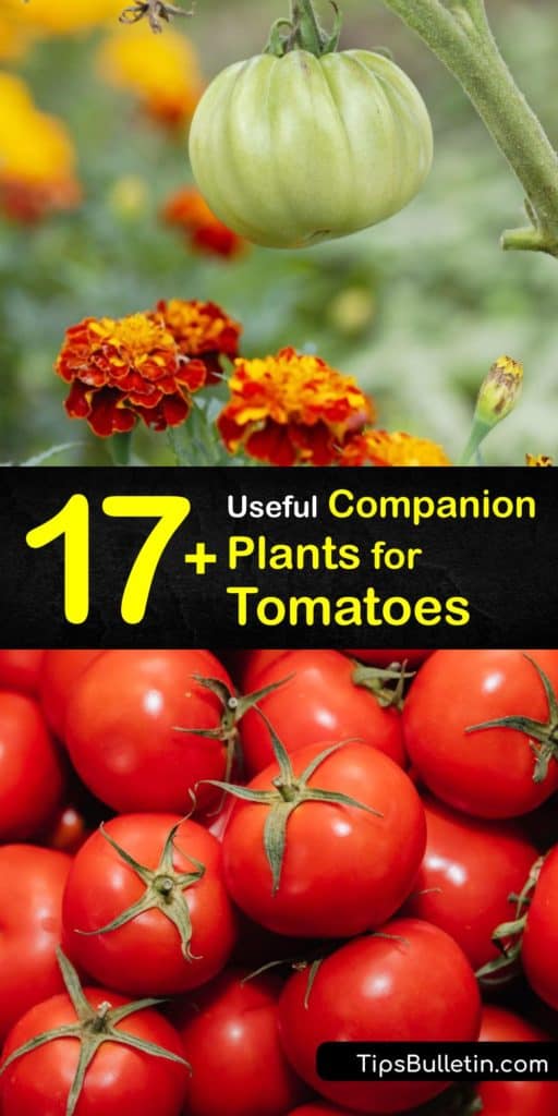 Discover the best companion plants for tomatoes. Attract pollinators and beneficial predatory insects that help control aphids, tomato hornworms, nematodes, and more with good companion plants like chives and nasturtium. #companion #planting #tomatoes