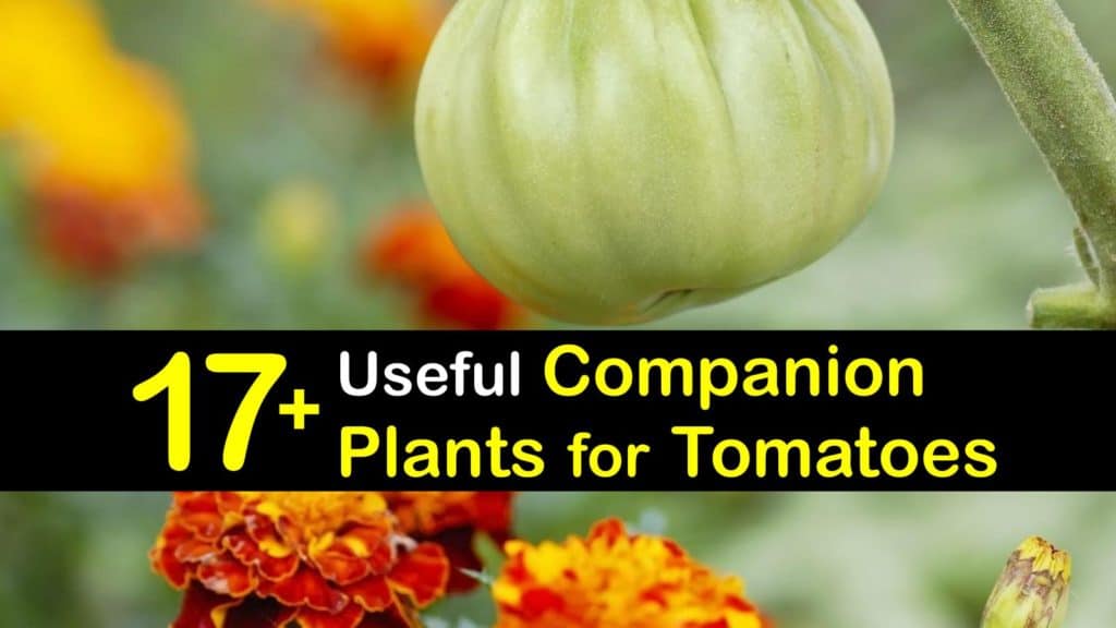 What to Plant with Tomatoes