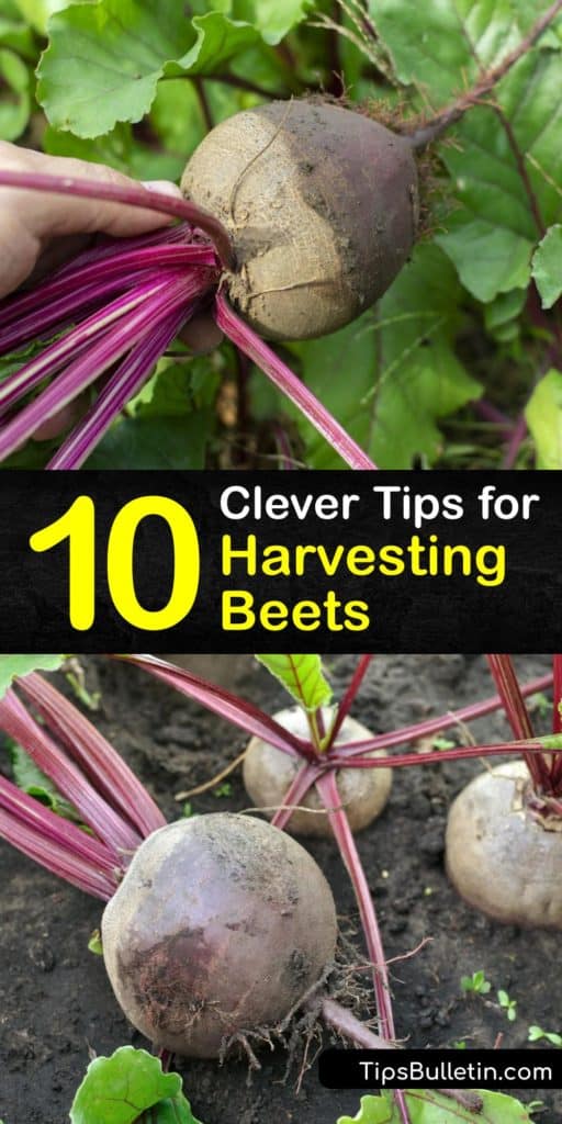 Find out when the best time is for harvesting beets to prevent them from getting fibrous and woody. Grow beets like Detroit Dark Red for pickling, canning, or eating fresh. Harvest beets six to eight weeks after planting beet seeds. #harvesting #beets #beetroot #when