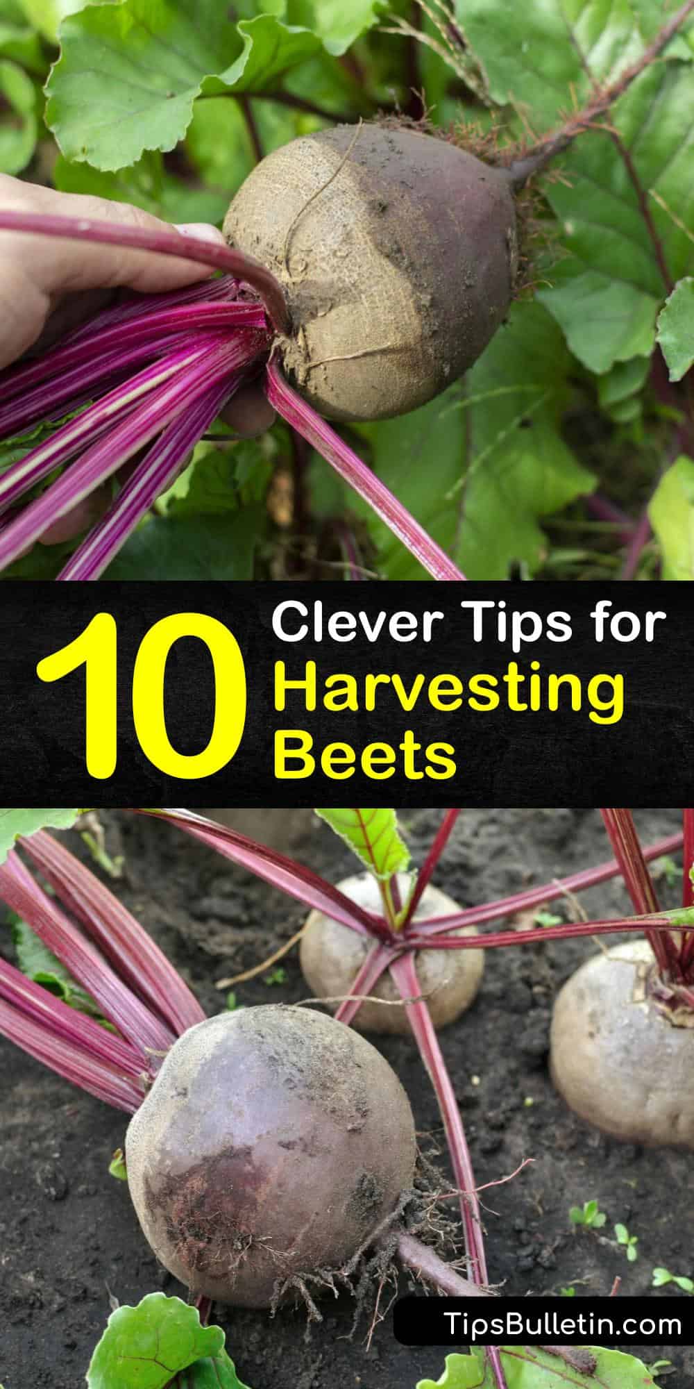 10 Clever Tips for Harvesting Beets at the Right Time