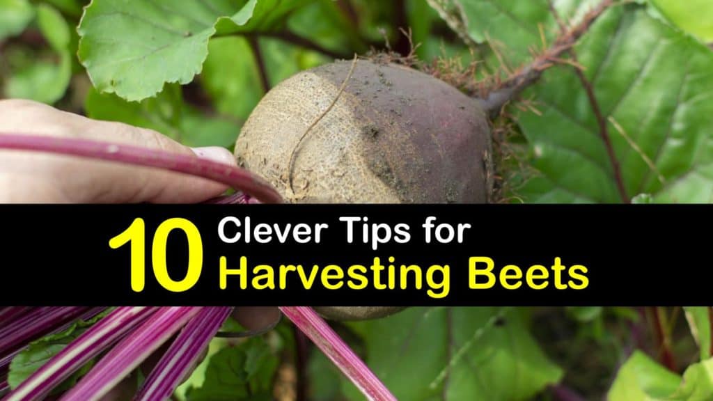 When to Harvest Beets titleimg1