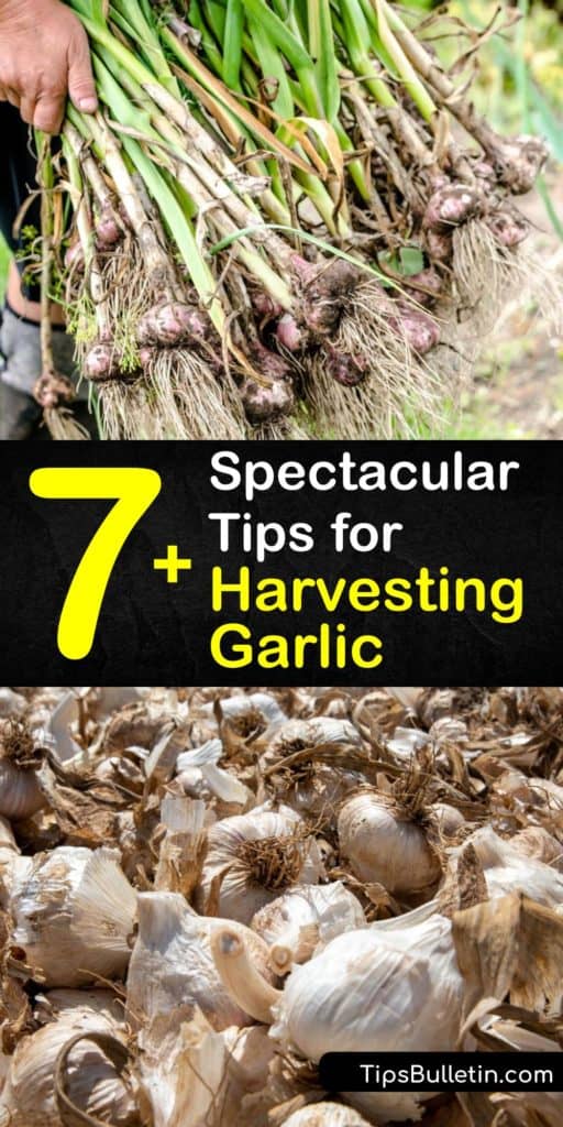 Discover how and when to harvest your bulbs after you plant garlic and ways to cure and store it. Garlic is from the allium family, and there are different garlic varieties, hardneck varieties with scapes, and softneck varieties. #whento #harvest #garlic #when