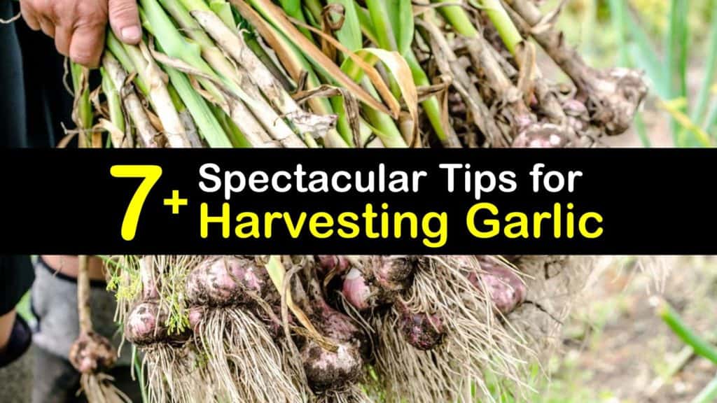 When to Harvest Garlic titleimg1