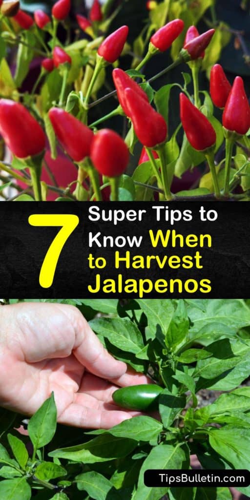 aprenda quando colher uma pimenta de sua planta jalapeno para tacos e molho picante. Assim como os pimentões, os jalapenos variam em cor e sabor quanto mais amadurecem. Os jalapenos vermelhos são quentes e doces, enquanto os pimentões verdes têm um sabor suave. #quando #colheita #jalapeno #pimentas